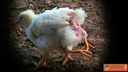 Citizen6, Berau: Ayam berkaki empat ditemukan di Desa Maluang, Kabupaten Berau, Kalimantan Timur. Ayam berusia satu bulan ini dimiliki keluarga Bapak Man. Karena keanehannya ayam unik ini sangat menarik perhatian warga. (Pengirim: Wendi Siswanto)