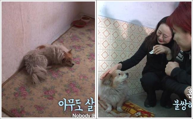 Fu Si kini memiliki tuan baru dan hidupnya dijamin akan jadi lebih baik | Copyright by odditycentral.com