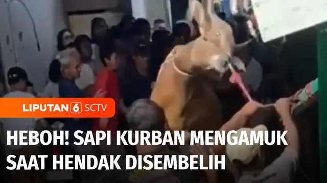 Seekor sapi yang hendak disembelih di Jakarta Pusat, Senin siang mengamuk dan sempat membuat heboh warga. Bahkan amukan sapi nyaris melukai warga yang tengah menonton proses penyembelihan sapi.