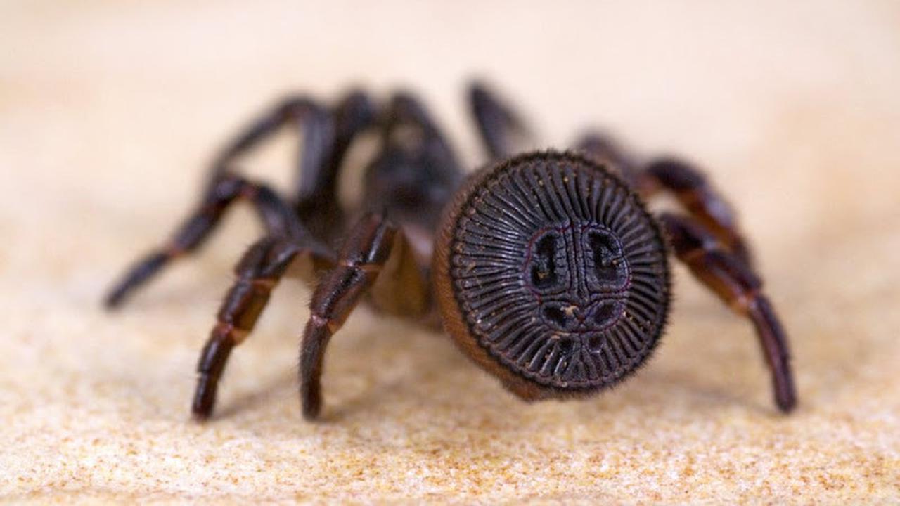 Laba-laba Jam Pasir dari Tiongkok