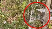 Seekor macan tutul tertangkap kamera pengunjung di Taman Nasional Baluran Situbondo. (Istimewa)