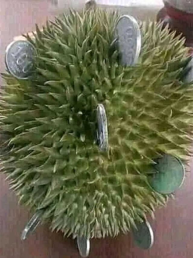 6 Lifehack Lucu Manfaatkan Kulit Durian Ini Bikin Tepuk Jidat