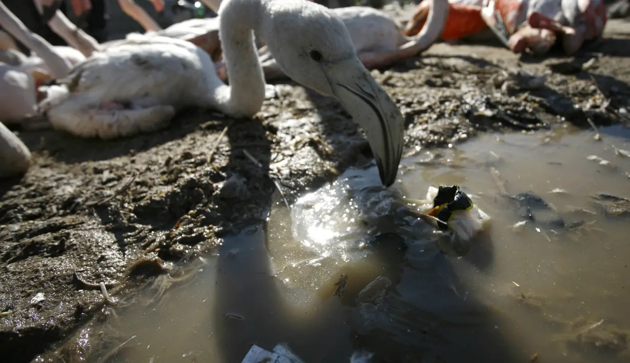 Bayi Burung Flamingo saat dikumpulkan di sebuah tempat penampungan sementara, Irak, Selasa (24/1). Burung Flamingo dijual untuk sekitar 13 USD di pasar gelap Irak. (AFP Photo/ Haidar HAMDANI)