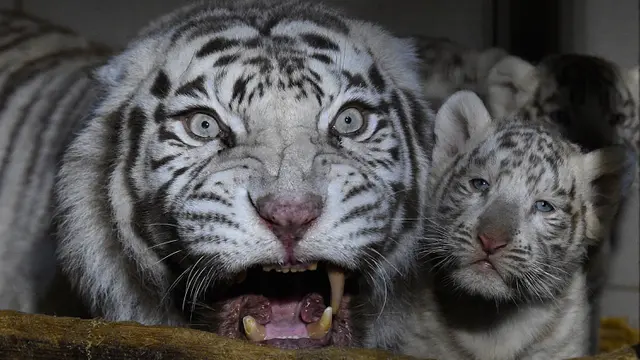 Bayi Harimau Putih