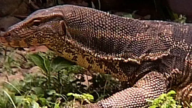 Berlibur ke Dunia Burung dan Reptil TMII