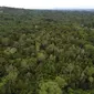 Dibalik rimbunnya hutan belantara ini terdapat sebuah mata air yang tidak berkurang debitnya meski kemarau 7 bulan. Namun hutan ini terancam karena masuk HGU perusahaan perkebunan kelapa sawit.