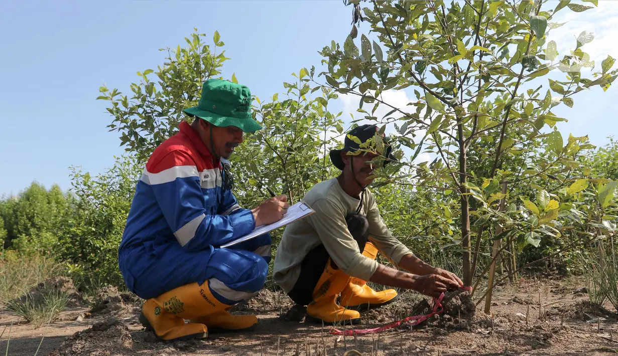 Head of Procurement & General Support PT Kilang Pertamina Internasional Project Sumatera M Yunus bersama Anggota Lembaga Pengelola Hutan Desa Sungsang IV mencatat pertumbuhan pohon mangrove (Rhizophora mucronata) di Desa Sungsang IV, Kecamatan Banyuasin II, Banyuasin, Sumatera Selatan, Selasa (27/5/2025). (Liputan6.com/Herman Zakharia)