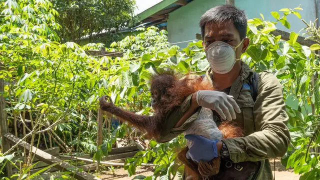Penyelamatan orangutan dari Dusun Ampon, Desa Krio Hulu, Kecamatan Hulu Sungai, Kabupaten Ketapang. (Foto: Liputan6.com/IAR Indonesia/Aceng Mukaram)