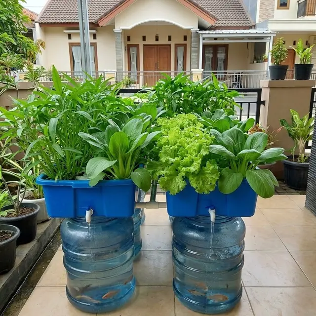 Tips Bikin Aquaponik di Galon Bekas Anti Bau