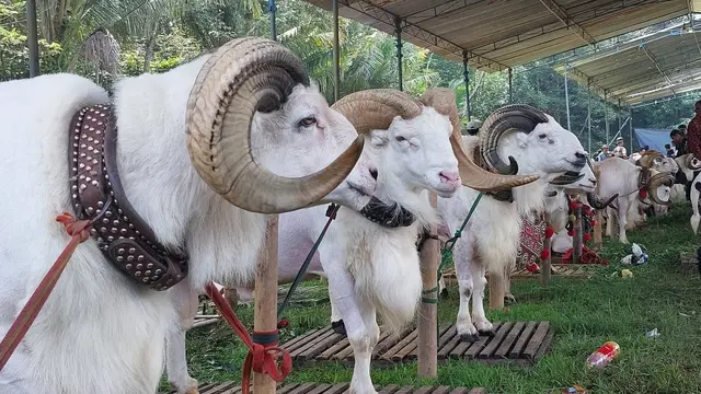 Domba Garut di Cilacap. (Foto: Liputan6.com/Muhamad Ridlo)