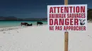 Sebuah tanda bertuliskan "Perhatian, binatang liar, bahaya, menjauhlah" di dekat sapi di pantai Mare e Sol di Coti-Chiavari, di pulau Corsica, Mediterania Prancis, Rabu (17/5). (AFP PHOTO / PASCAL POCHARD-CASABIANCA)