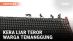 Geger! Warga Temanggung Diteror Kawanan Kera Liar