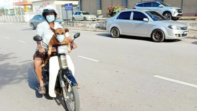 Sudah Dilatih Sejak Lama, Anjing Ini Tak Pernah Lupa untuk Gunakan Masker
