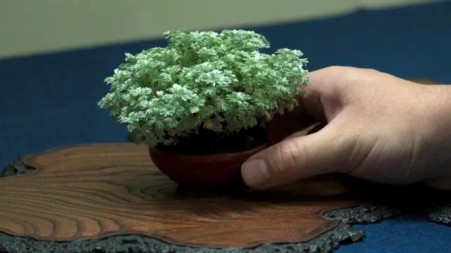 Cara Membuat Bonsai Serut