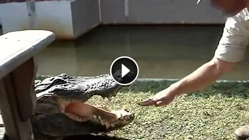 Buaya Makan Tangan