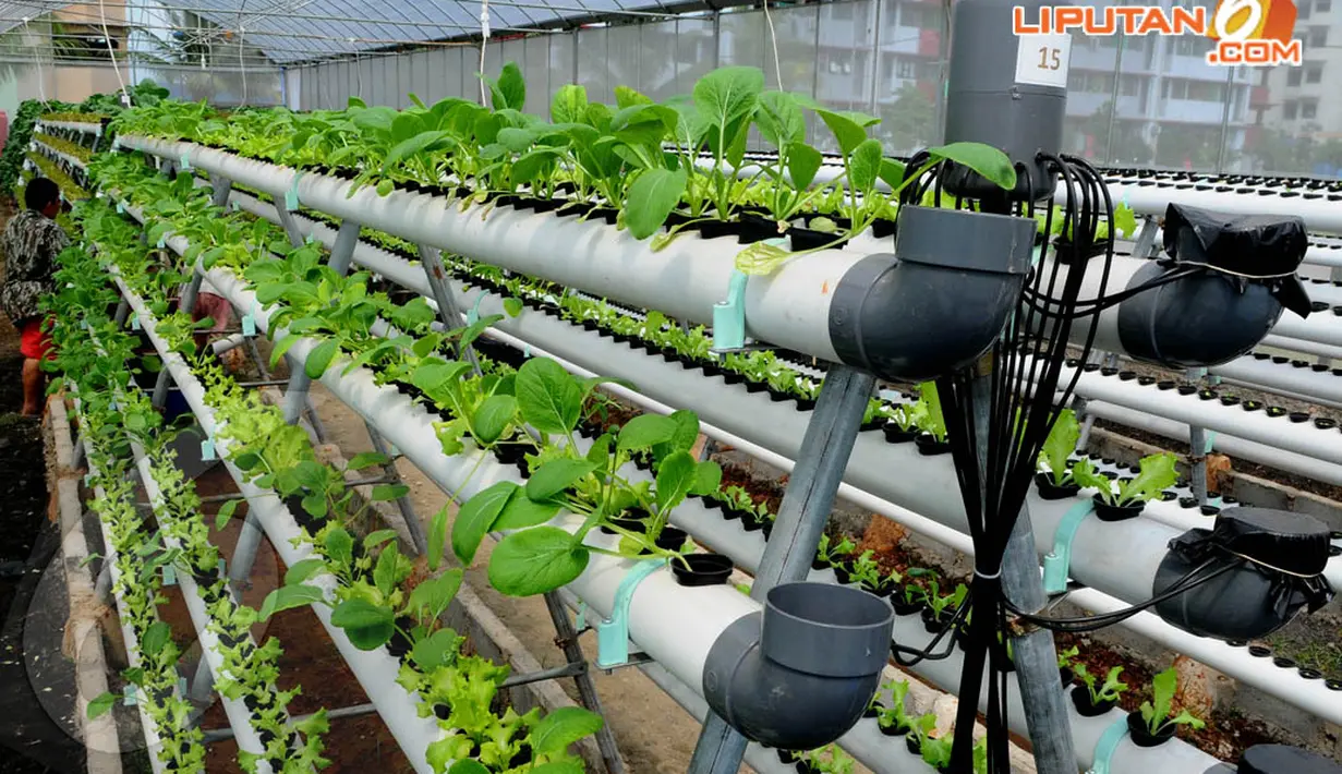Lima sampai enam jenis sayuran sudah ditanam oleh para petani di Green House Marunda Hijau. (Liputan6.com/Andrian M. Tunay)