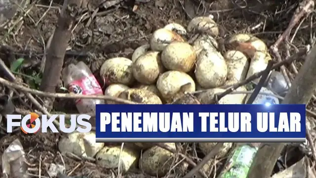 Petugas khawatir ular itu akan mengganggu warga karena posisi terlurnya ditemukan tak jauh dari permukiman padat penduduk.