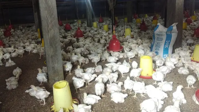 Ternak ayam
