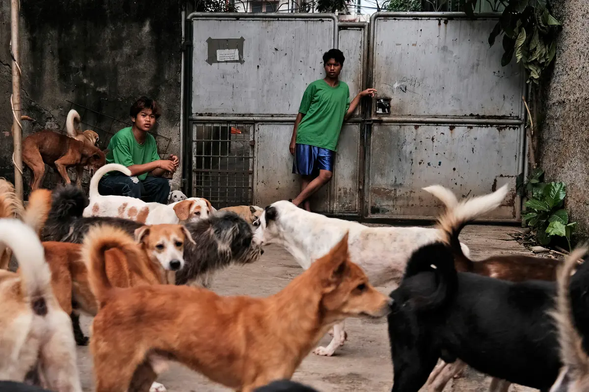 Semangat Susana Somali Rawat Ribuan Anjing di Tengah Pandemi