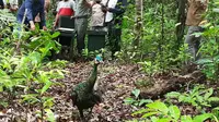 Burung Merak Hijau Dilepasliarkan Di Ujung Kulon, Kabupaten Pandeglang, Banten. (Jum'at, 06/11/2020). (Yandhi Deslatama/Liputan6.com)