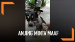 Seekor anjing di Thailand menunjukkan muka bersalah dan 'meminta maaf' kepada pemiliknya setelah berenang di kolam lumpur.