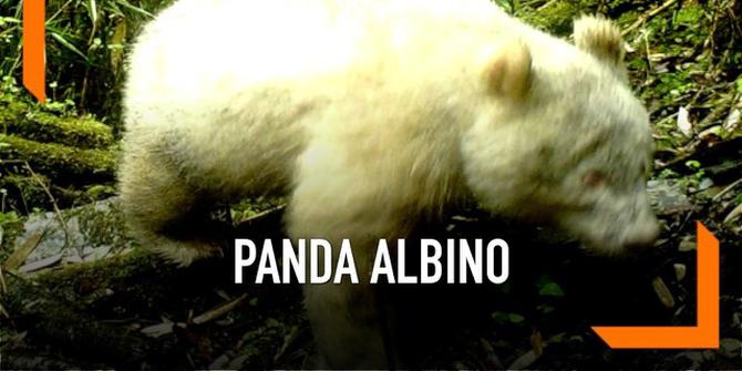 VIDEO: Panda Putih 'Albino' Muncul di China
