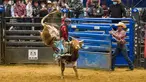 Seorang koboi junior bersaing dalam kompetisi World Finals for the International Miniature Bull Rider 2020 di Mesquite, Texas, AS, 9 Desember 2020. Kompetisi yang diselenggarakan oleh International Miniature Bullrider's Association itu diikuti oleh lebih dari 260 kontestan. (Xinhua/Dan Tian)