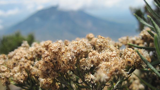 Unduh 55 Background Bunga Gunung Paling Keren