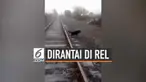 Melihat seekor anjing yang dirantai di rel, seorang masinis terpaksa memberhentikan kereta yang dikemudikannya. Warganet memuji tindakan masinis serta mengecam tindakan pelaku perantaian anjing.