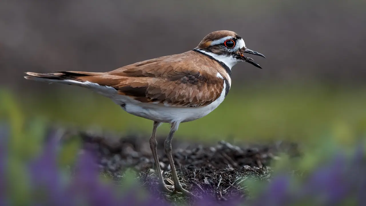 Fenomna Burung Bercerai