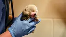 Kebun Binatang Virginia di Norfolk mengumumkan kelahiran panda merah kembar tiga pada 19 Agustus 2019. Kelahiran panda merah kembar tiga jarang terjadi, dan anaknya memiliki tingkat kematian yang tinggi. (The Virginia Zoo via AP)