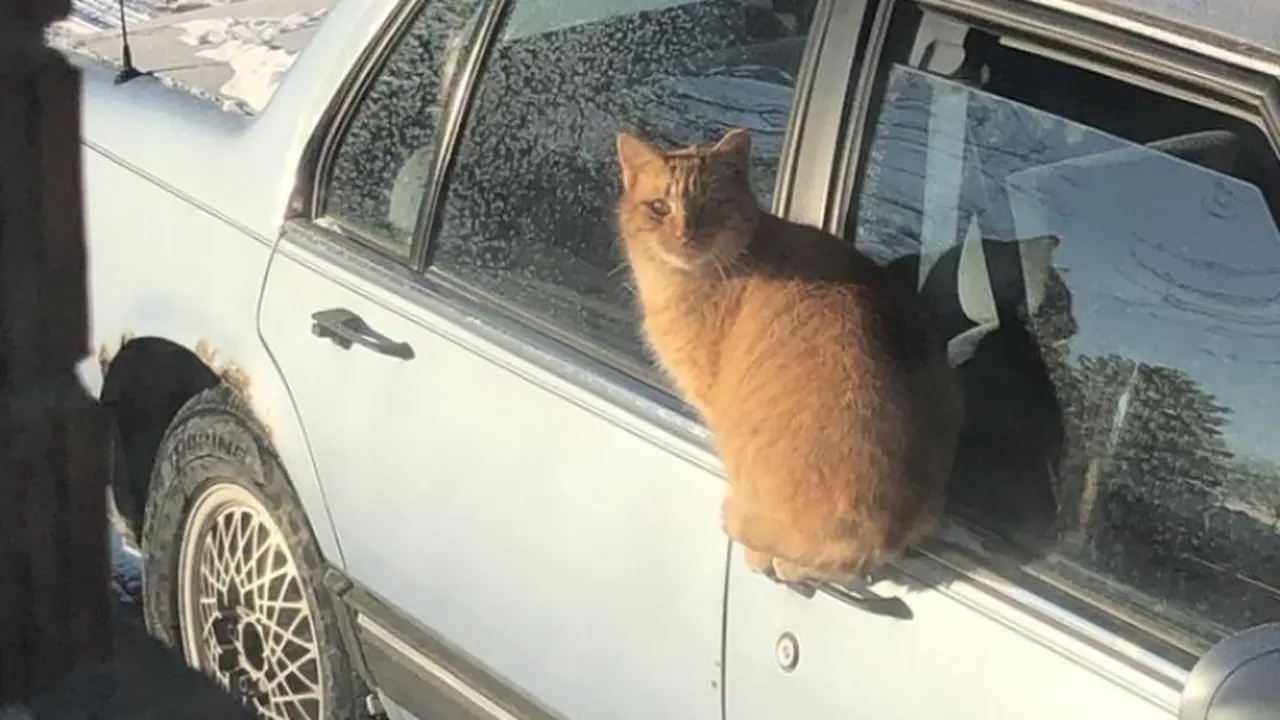 7 Potret Ini Bukti Kucing Bisa Menentang Hukum Alam