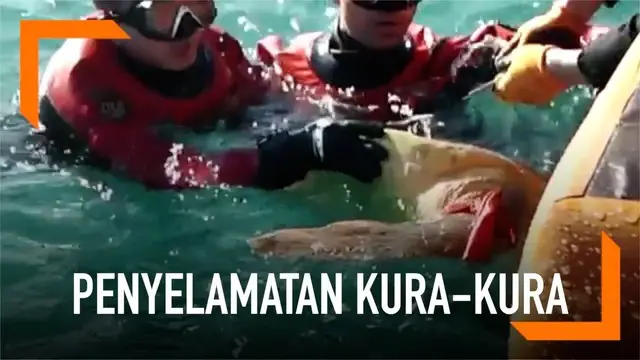 Penjaga pantai menyelamatkan seekor kura-kura tempayan di Pulau Marado, Korea. Sepotong kain melilit kaki kura-kura tempayan saat berenang.