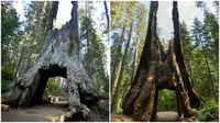 Tuolumne Grove. Sejumlah pohon khas California bisa berukuran sangat besar sehingga bisa dibuatkan terowongan di dasar pohon. (Sumber Mikel Ortega/Flickr dan Myrabella/Flickr)