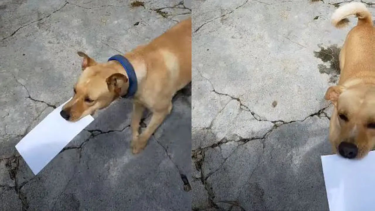 Viral Aksi Anjing Pintar Ambil Surat dari Kurir untuk Tuannya
