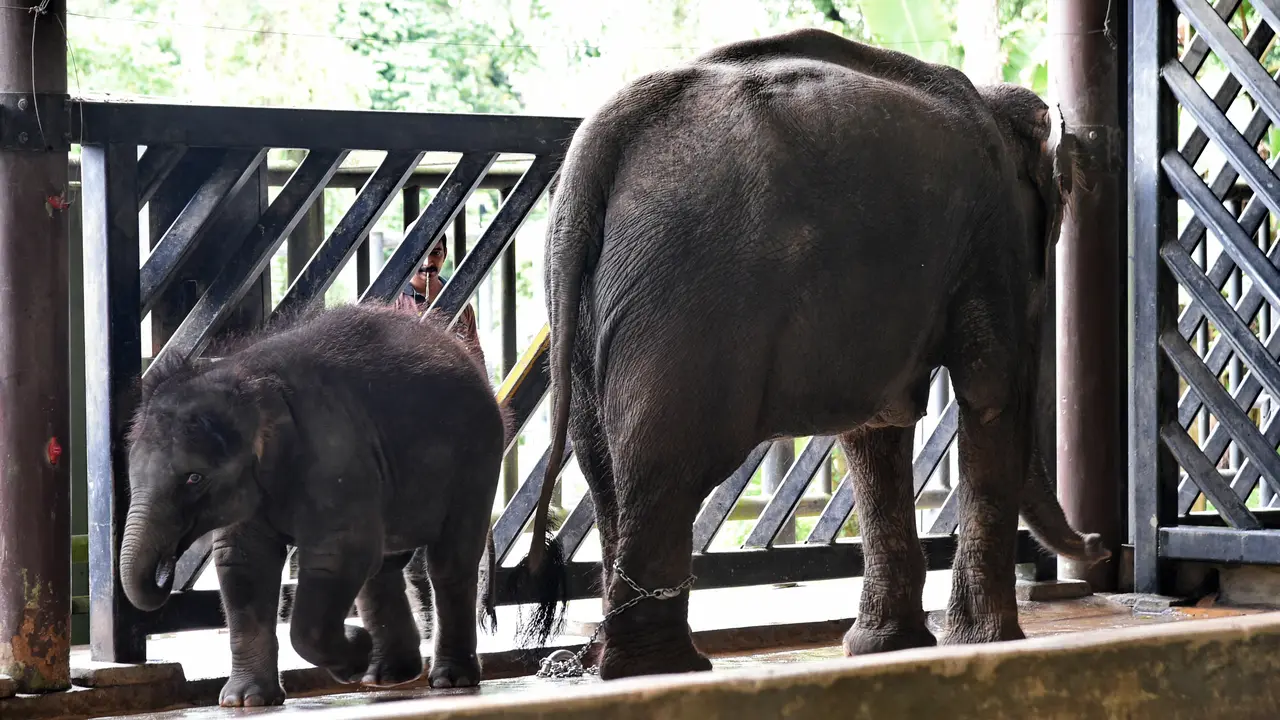 Lucunya Bayi Gajah Neha Saat Buka Kado