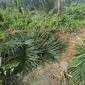 Kawasan perlintasan gajah sumatera banyak beralihfungsi menjadi perkebunan sawit. Akibatnya kebun sawit rawan diamuk kawanan gajah yang melintas. (Dok. Istimewa/B Santoso)