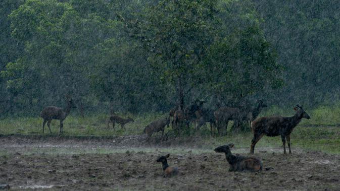 Kawanan rusa terlihat di bawah hujan lebat di Taman Safari Gurun Putih Lestari di Jantho, Aceh Besar, Aceh, pada 27 Oktober 2019. Di taman safari pertama yang ada di Aceh ini terdapat ratusan spesies burung dan mamalia dari berbagai daerah di Indonesia maupun mancanegara. (CHAIDEER MAHYUDDIN / AFP)