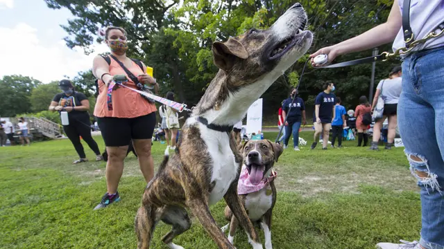 FOTO: Ratusan Hewan Peliharaan Tampil di Party 4 Paws 2020
