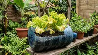 10 Kesalahan Menanam Selada di Galon Bekas yang Membuat Daun Cepat Menguning