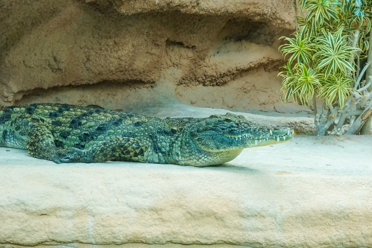 Ilustrasi buaya.
