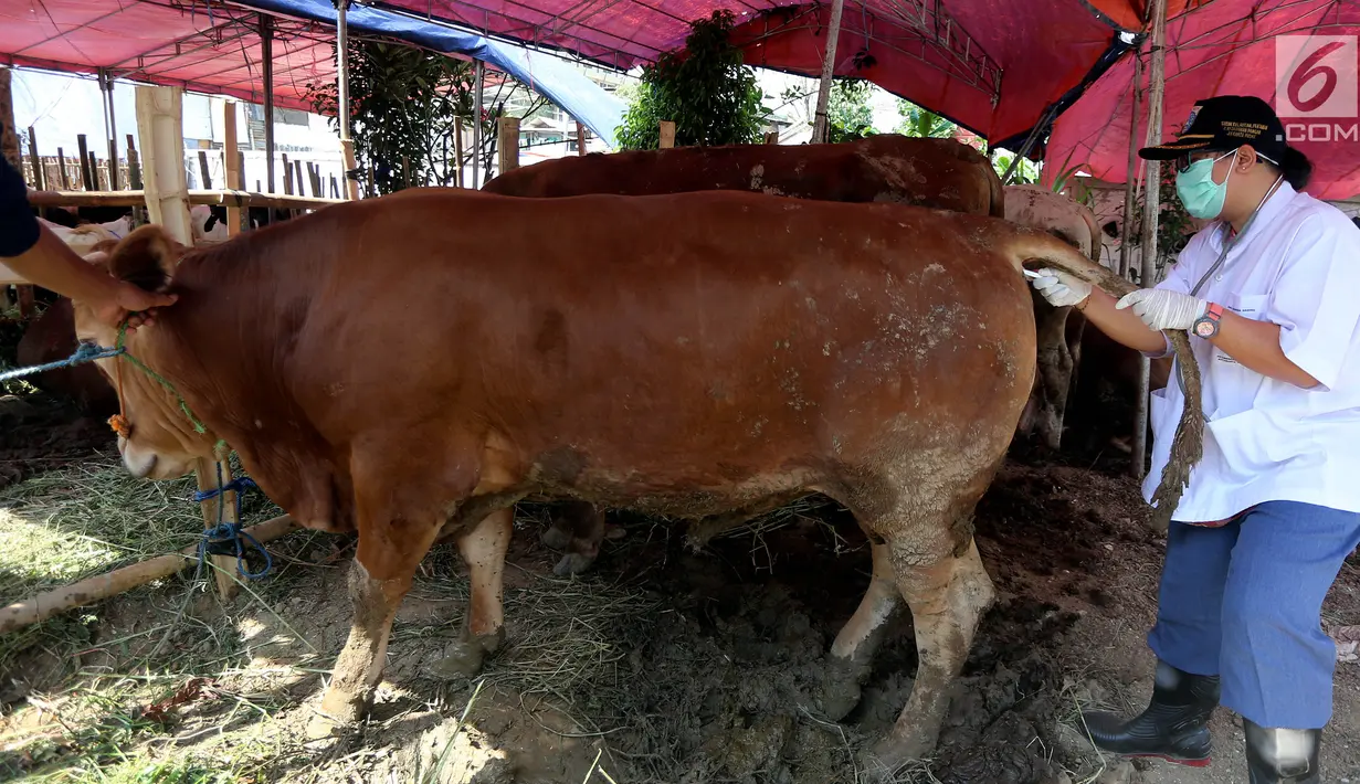 Petugas Sudin Kelautan Pertanian dan Kelautan Jakarta Pusat memasukan alat pengecek tensi tubuh ke bagian dubur hewan kurban di Jakarta, Jumat (24/8). Pemeriksaan ini dilakukan menjelang Idul Adha 1438 H. (Liputan6.com/Johan Tallo)
