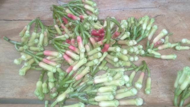 Aksi warga wawonii Konawe Kepulauan menentang penyerobotan lahan kebun cengkih di Desa Sainua Indah, Pulau Wawonii Kabupaten Konawe Kepulauan.