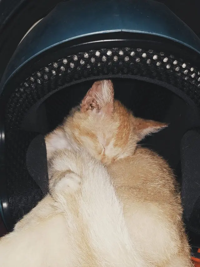 6 Kandang Kucing Ini Nyeleneh Banget, Bikin Tepuk Jidat