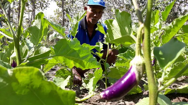 Petani Gunungkidul
