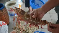 Udang tiger atau lobster tiger berharga murah. (Foto: Liputan6.com/Muhamad Ridlo)