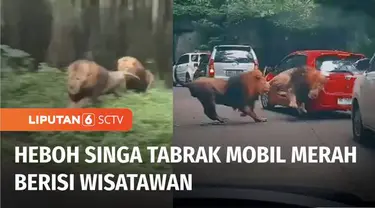 Media sosial belakangan ramai membahas video amatir seekor singa yang menabrak mobil. Peristiwa itu terjadi di Taman Safari 2 Prigen, Pasuruan, Jawa Timur. Pihak Taman Safari menyatakan singa yang menabrak kini dalam keadaan sehat.