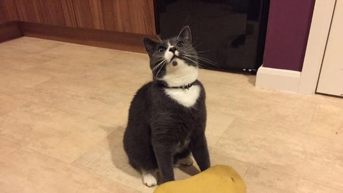 Milo, kucing nakal yang suka curi spons tetangga. Credit: Funkmon_360/Reddit