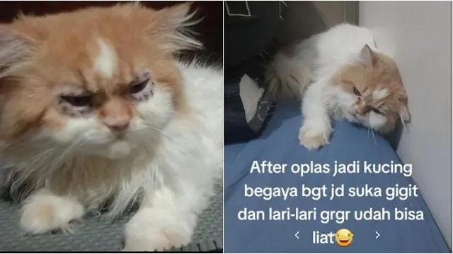 Alami Kelainan Genetik, Kucing Oren Ini Jalani Operasi Plastik di Bagian Mata