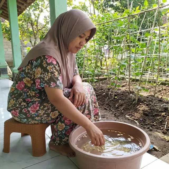 Seleksi biji kacang panjang dan merendamnya